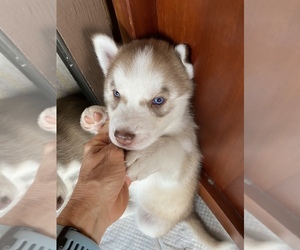 Siberian Husky Puppy for sale in KAILUA KONA, HI, USA