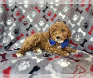 Cock-A-Poo Puppy for sale in LAKELAND, FL, USA