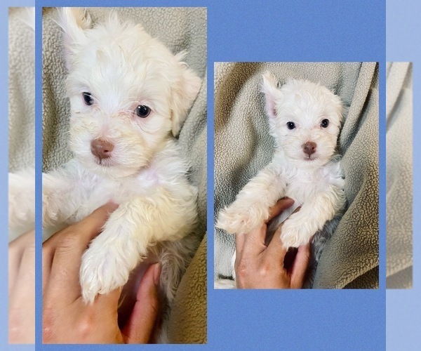 Medium Photo #1 Maltipoo-Poodle (Toy) Mix Puppy For Sale in CARROLLTON, TX, USA