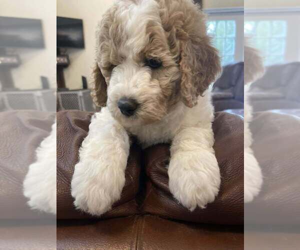 Medium Photo #4 Double Doodle Puppy For Sale in PIERSON, FL, USA