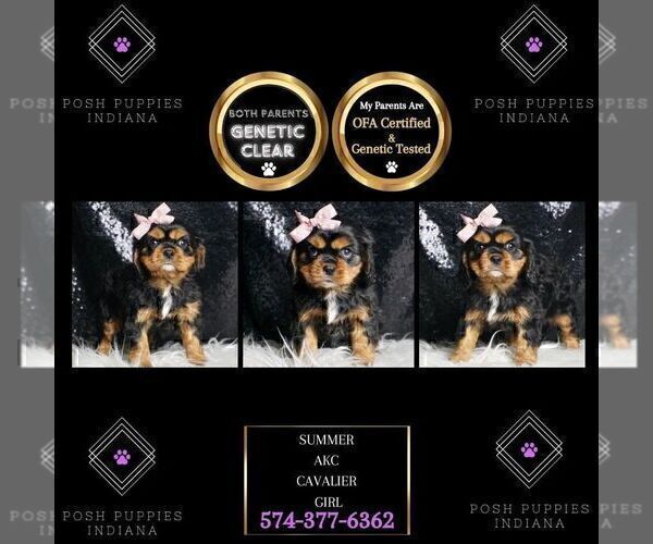 Medium Photo #128 Cavalier King Charles Spaniel Puppy For Sale in WARSAW, IN, USA