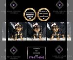 Small #2 Cavalier King Charles Spaniel
