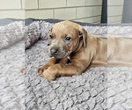 Small #1 Rhodesian Ridgeback
