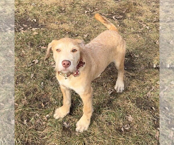Medium Photo #7 Staffordshire Bull Terrier-Unknown Mix Puppy For Sale in Princeton, MN, USA