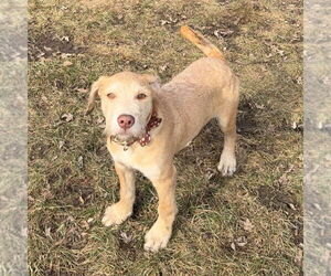 Mack - Male Staffordshire Bull Terrier-Unknown Mix Dog for Adoption - Photo #7