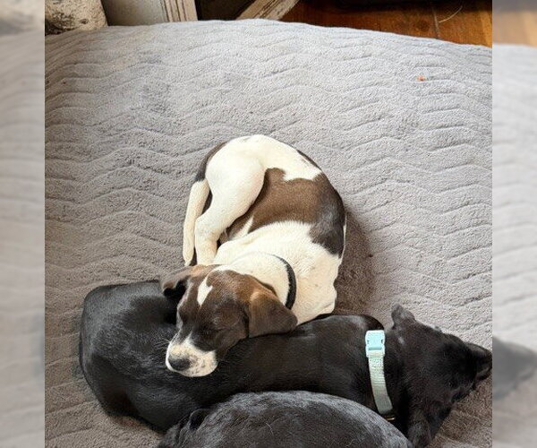 Medium Photo #4 Colonial Cocker Spaniel-Retriever  Mix Puppy For Sale in Fargo, ND, USA