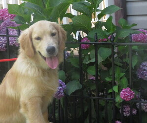 English Cream Golden Retriever Puppy for Sale in MECHANICSVILLE, Maryland USA