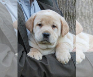 Labrador Retriever Puppy for sale in ELMER, NJ, USA