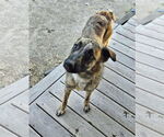 Small #14 Mutt