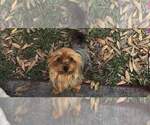 Small Photo #1 Yorkshire Terrier Puppy For Sale in TAMPA, FL, USA