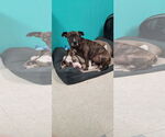 Small #3 American Pit Bull Terrier Mix