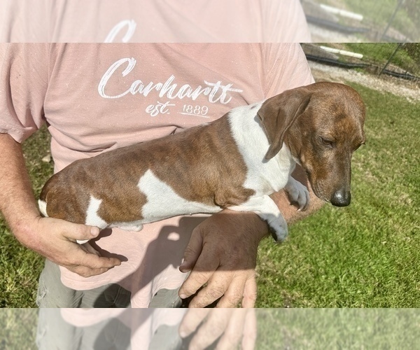 Medium Photo #1 Dachshund Puppy For Sale in CASSVILLE, MO, USA
