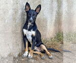 Small German Shepherd Dog Mix
