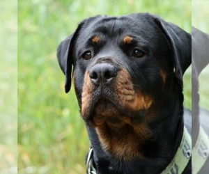 Mother of the Rottweiler puppies born on 04/12/2024