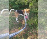 Small #8 Mutt