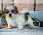 Small #1 Shih Tzu
