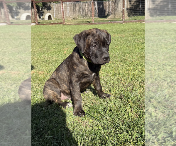 Medium Photo #1 Cane Corso Puppy For Sale in DANVILLE, IL, USA