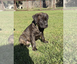 Small Photo #1 Cane Corso Puppy For Sale in DANVILLE, IL, USA