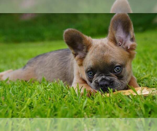 Medium Photo #4 French Bulldog Puppy For Sale in FRESNO, CA, USA