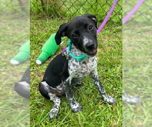 Mutt Dogs for adoption in Tarrytown, GA, USA