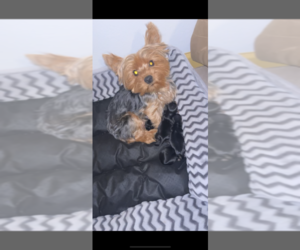 Mother of the Yorkshire Terrier puppies born on 04/14/2025
