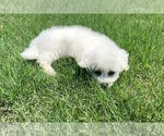 Small #12 Bichon Frise