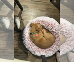 Small #2 Chihuahua Mix