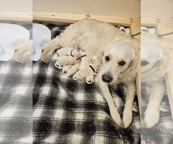 Medium Photo #1 English Cream Golden Retriever Puppy For Sale in NEWBERRY, MI, USA