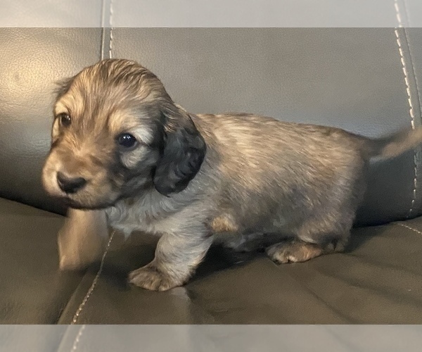 Medium Photo #8 Dachshund Puppy For Sale in SAVANNAH, TX, USA