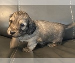 Small Photo #8 Dachshund Puppy For Sale in SAVANNAH, TX, USA