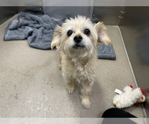 Mutt Dogs for adoption in Denver, CO, USA