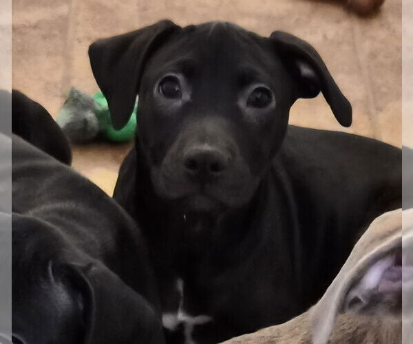 Medium Photo #4 American Pit Bull Terrier-Unknown Mix Puppy For Sale in Holly Springs, NC, USA