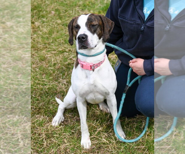 Medium Photo #3 Mutt Puppy For Sale in Glen Allen, VA, USA