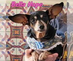 Small #28 Dachshund Mix