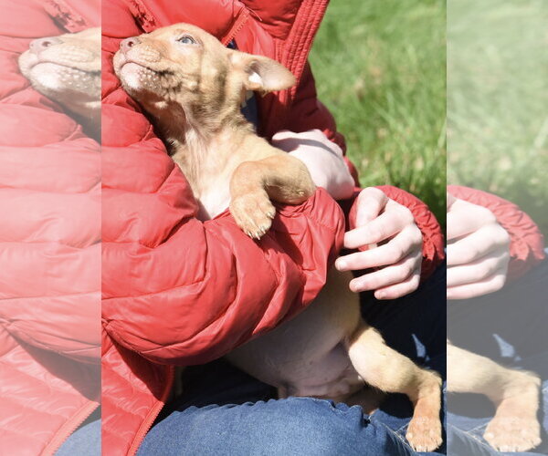 Medium Photo #7 Mutt Puppy For Sale in Mechanicsburg, PA, USA