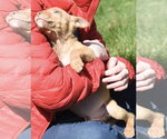Small Photo #7 Mutt Puppy For Sale in Mechanicsburg, PA, USA