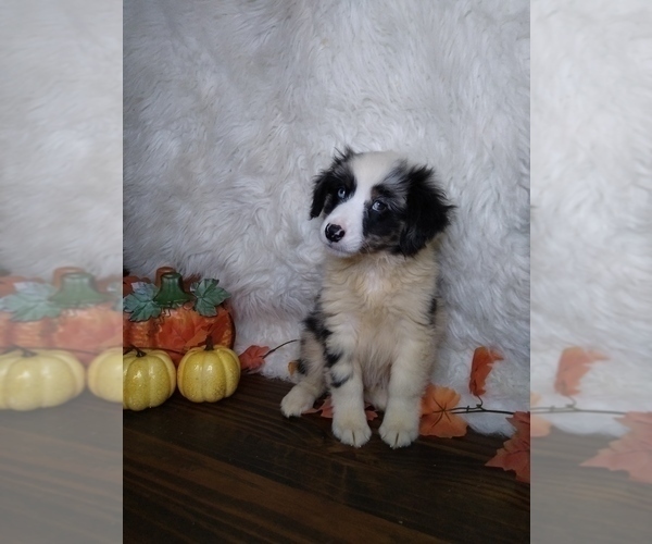 Medium Photo #4 Australian Shepherd Puppy For Sale in INDIANAPOLIS, IN, USA