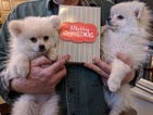 Small Photo #1 Pomeranian Puppy For Sale in HARVARD, IL, USA