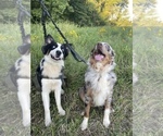 Small Photo #5 Australian Shepherd Puppy For Sale in BOWLING GREEN, KY, USA