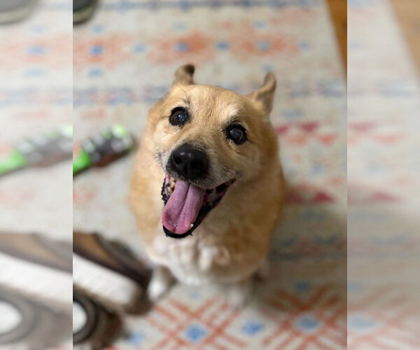 Medium Photo #1 Mutt Puppy For Sale in Westwood, NJ, USA