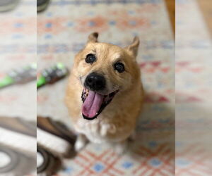 Mutt Dogs for adoption in Westwood, NJ, USA