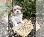 Small #1 Shih Tzu