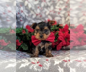 Yorkshire Terrier Puppy for sale in OXFORD, PA, USA