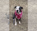 Small #3 American Bulldog-American Staffordshire Terrier Mix