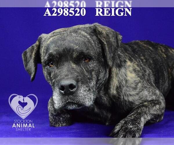 Medium Photo #1 Labrador Retriever-Unknown Mix Puppy For Sale in Stockton, CA, USA