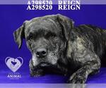 Small Labrador Retriever Mix
