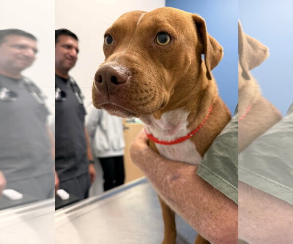 Medium Photo #6 Mutt Puppy For Sale in Holly Springs, NC, USA