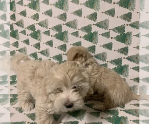 Maltipoo-Morkie Mix Puppy for sale in LAVEEN, AZ, USA