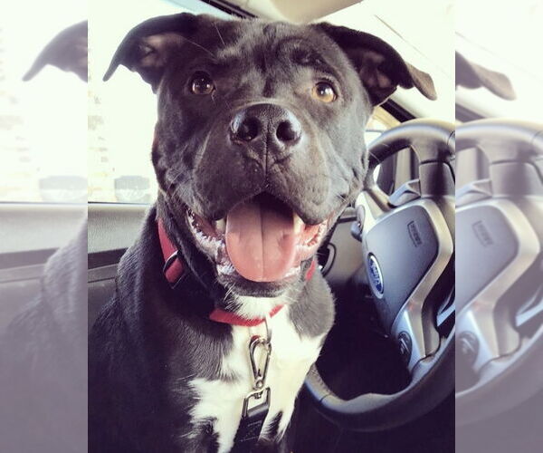 Medium Photo #2 American Pit Bull Terrier Puppy For Sale in Westminster, MD, USA