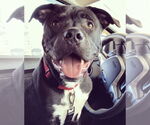 Small #1 American Pit Bull Terrier